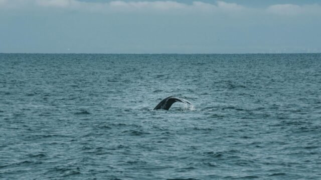 Timmy the Whale Got Stranded Off the German Coast. Then Things Got Weird.