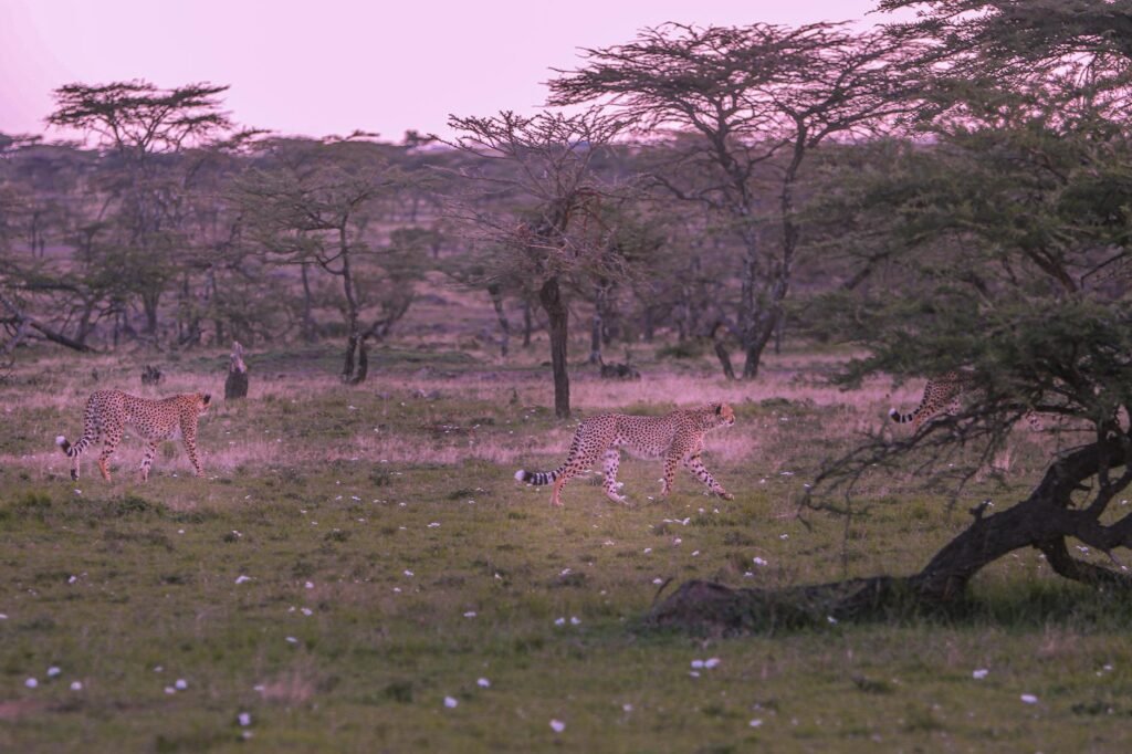Training For a Marathon in Kenya