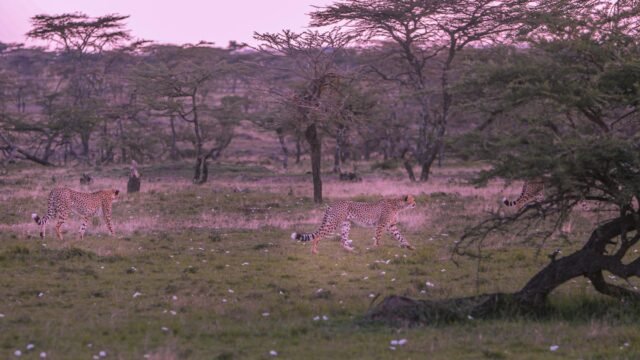 Training For a Marathon in Kenya