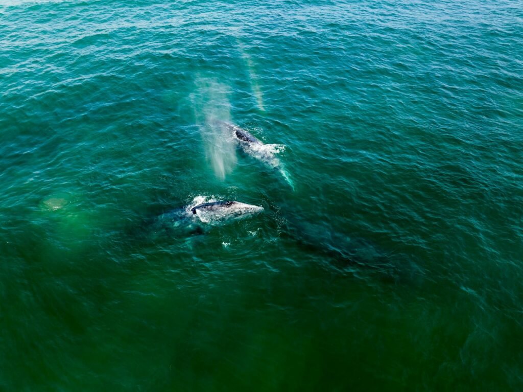 Watercraft Slams Into Gray Whale Near Vancouver, Injuring Driver