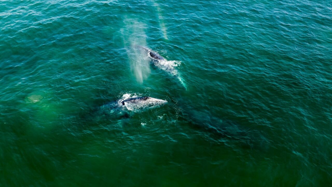 Jet Ski Collides With Gray Whale Near Vancouver, Rider Injured