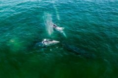 Watercraft Slams Into Gray Whale Near Vancouver, Injuring Driver