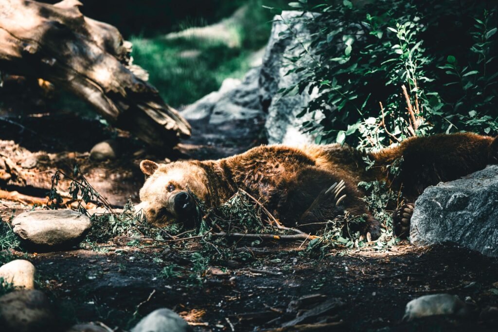 A Close Call With an Alberta Grizzly Bear, Recorded in Its Entirety