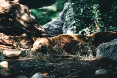 A Close Call With an Alberta Grizzly Bear, Recorded in Its Entirety