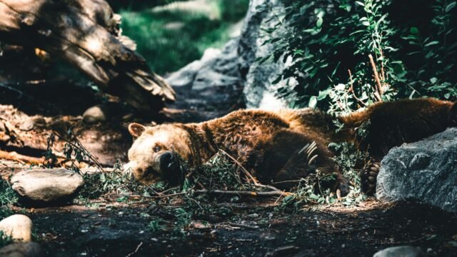 A Close Call With an Alberta Grizzly Bear, Recorded in Its Entirety
