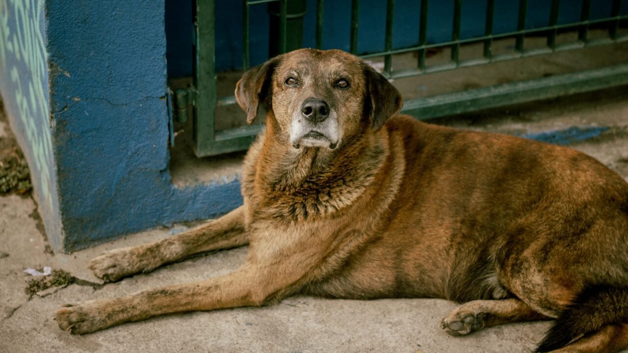 Brazil’s Beloved Mutt Faces Identity Crisis as Mexico Claims Canine Icon