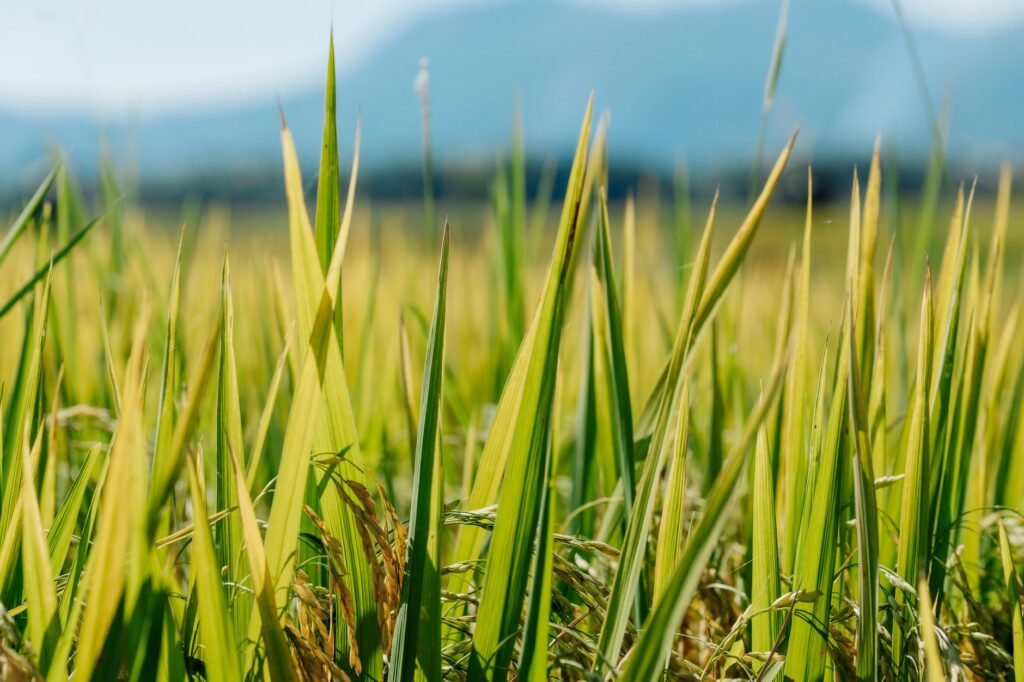 Basmati paddy sowing season begins in Jammu border, crop covers 63,000 ha
