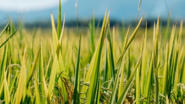 Basmati paddy sowing season begins in Jammu border, crop covers 63,000 ha