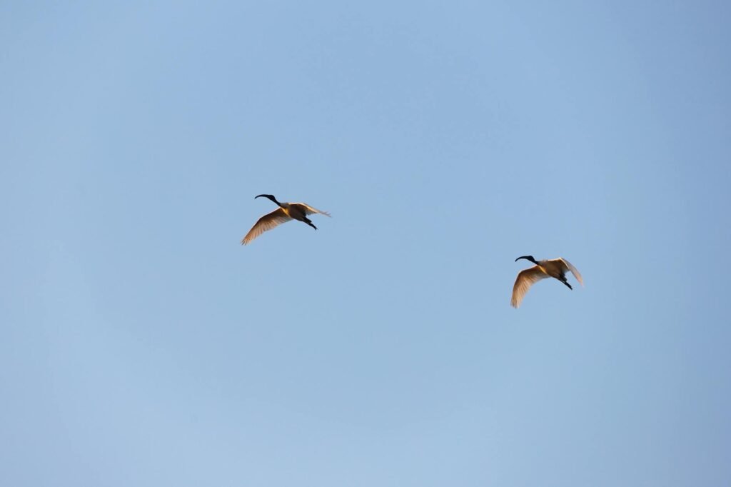 Crested Ibises Get the Royal Treatment in Japan as They Fly Again