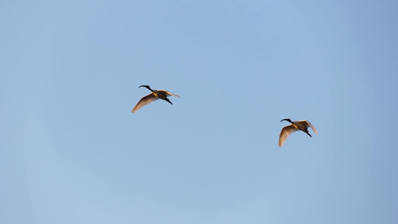 Japan’s Crested Ibises Soar Again After Near Extinction