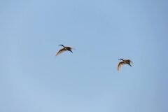 Crested Ibises Get the Royal Treatment in Japan as They Fly Again