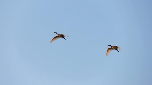 Crested Ibises Get the Royal Treatment in Japan as They Fly Again