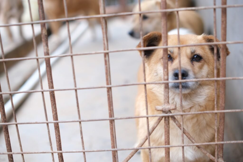 Dozens of Dogs Join Search for Venezuela Earthquake Survivors