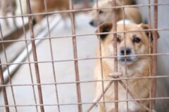 Dozens of Dogs Join Search for Venezuela Earthquake Survivors