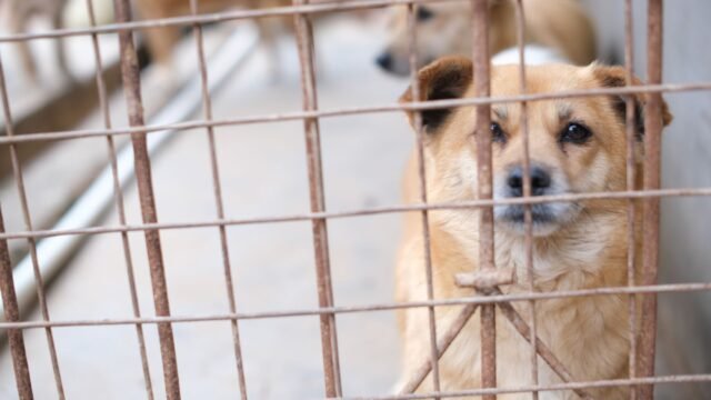 Dozens of Dogs Join Search for Venezuela Earthquake Survivors