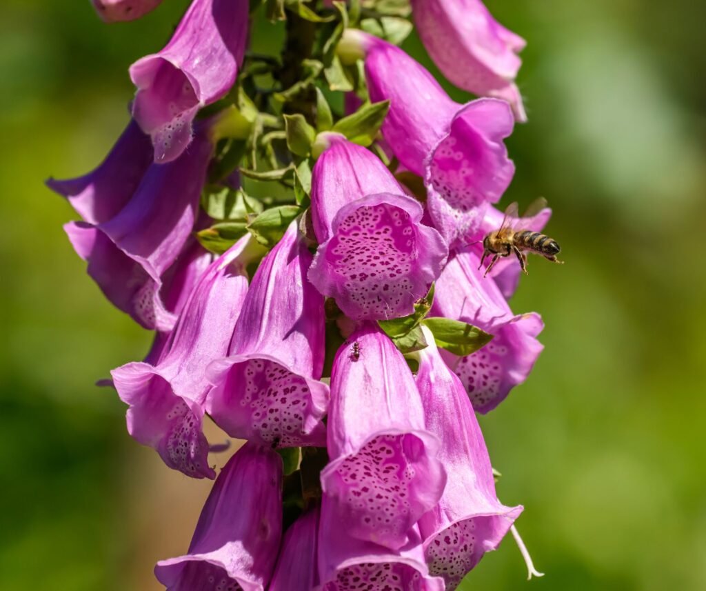 Foxglove blooms turn Bhaderwah valley into new eco-tourism attraction