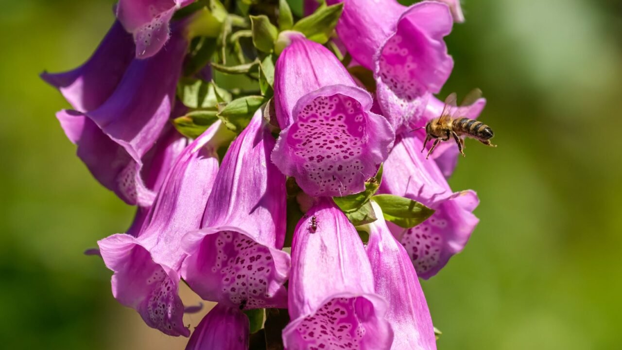 Bhaderwah Valley Emerges as Unexpected Floral Paradise for Eco-Tourism