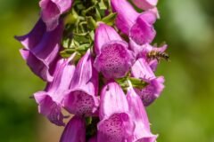 Foxglove blooms turn Bhaderwah valley into new eco-tourism attraction