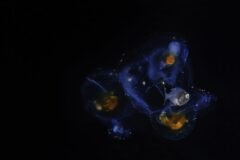How One Company Plans to Mine the Bottom of the Sea
