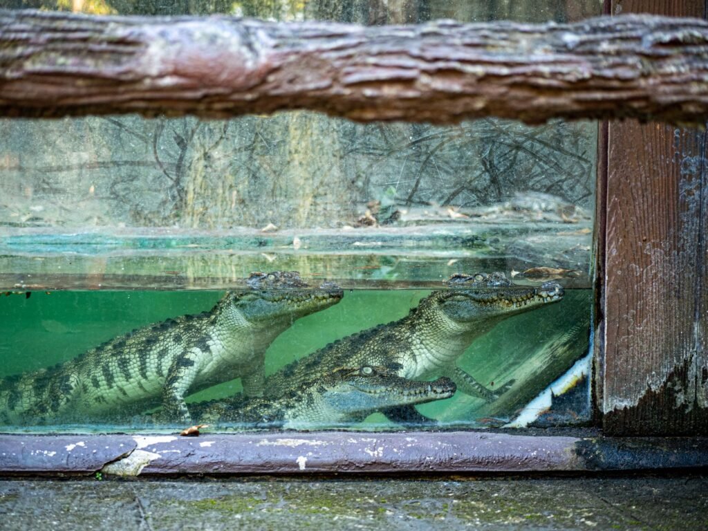 Man Forced Boy, 3, Into Crocodile Pen at English Zoo, Police Say