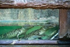Man Forced Boy, 3, Into Crocodile Pen at English Zoo, Police Say