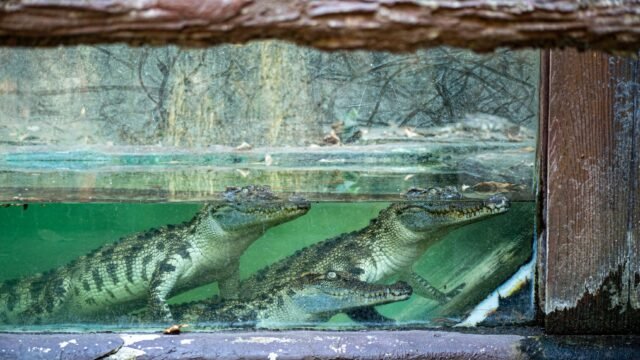 Man Forced Boy, 3, Into Crocodile Pen at English Zoo, Police Say