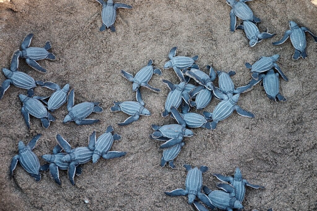 Mona Khalil, Defender of Sea Turtles, Killed in an Israeli Strike in Lebanon