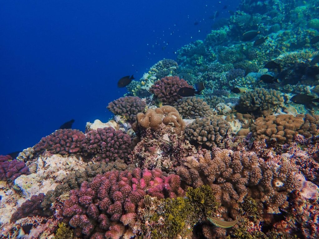 New Coral Study Identifies Areas Where Reefs Are Hanging On