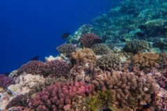 New Coral Study Identifies Areas Where Reefs Are Hanging On