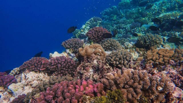 New Coral Study Identifies Areas Where Reefs Are Hanging On
