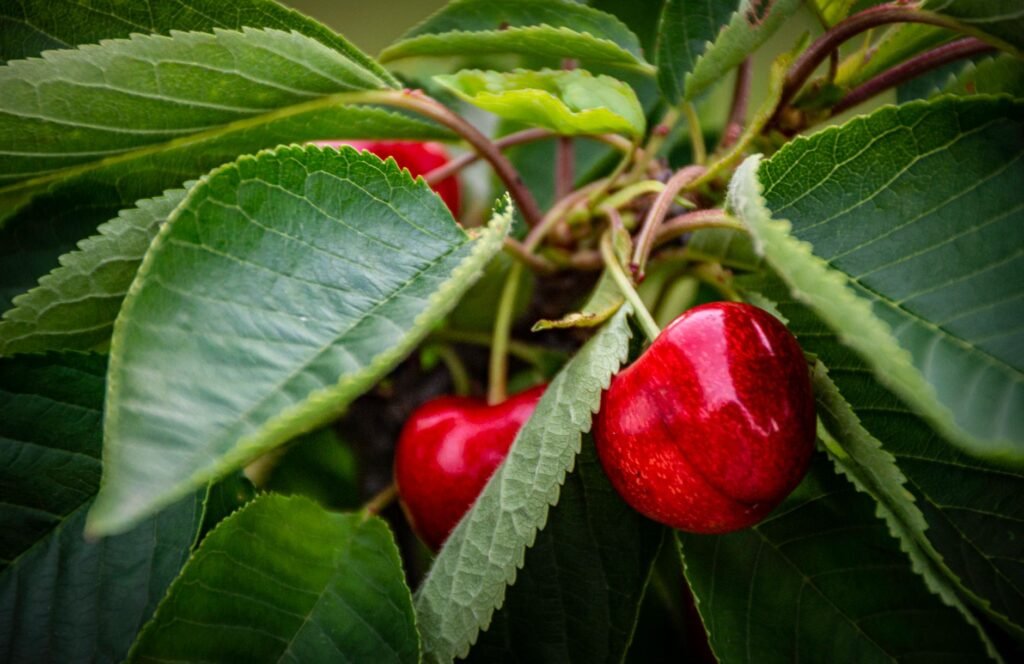 Rail transport gives fresh boost to Kashmir cherry growers