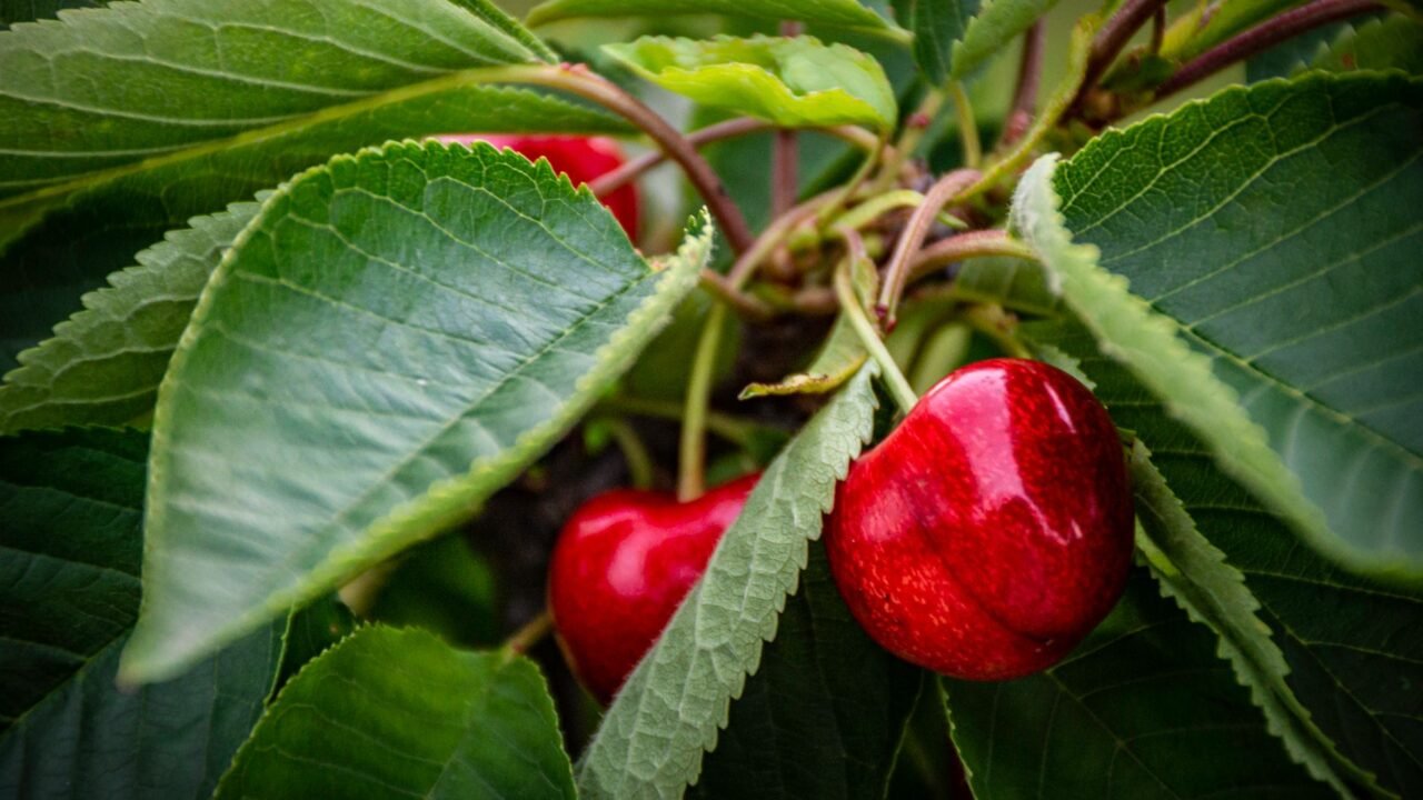 Kashmir Cherries Find Faster Route to Markets Via Northern Railway