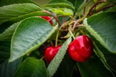 Rail transport gives fresh boost to Kashmir cherry growers