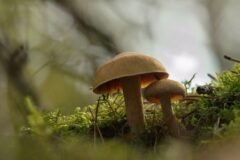 Scientists Measure Earth’s Vast Underground Fungal Webs