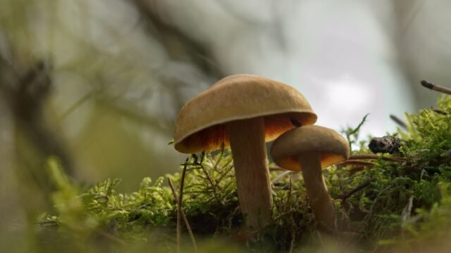 Scientists Measure Earth’s Vast Underground Fungal Webs