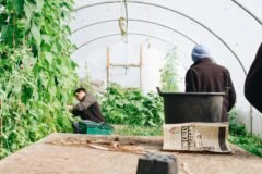 Those British Strawberries Are Being Picked by Central Asian Workers