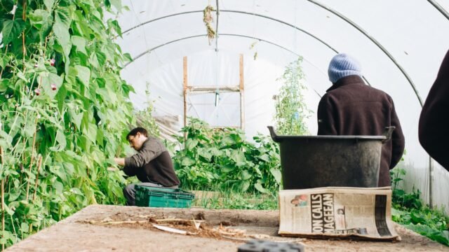 Those British Strawberries Are Being Picked by Central Asian Workers