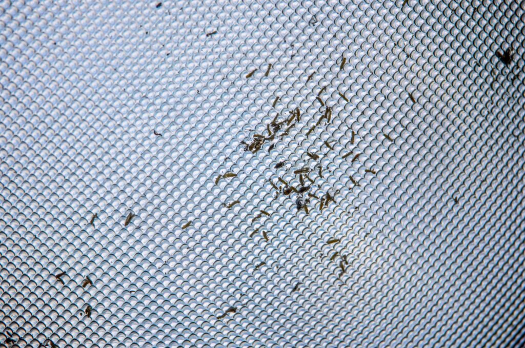 Western Australia Is Battling a Mouse Plague