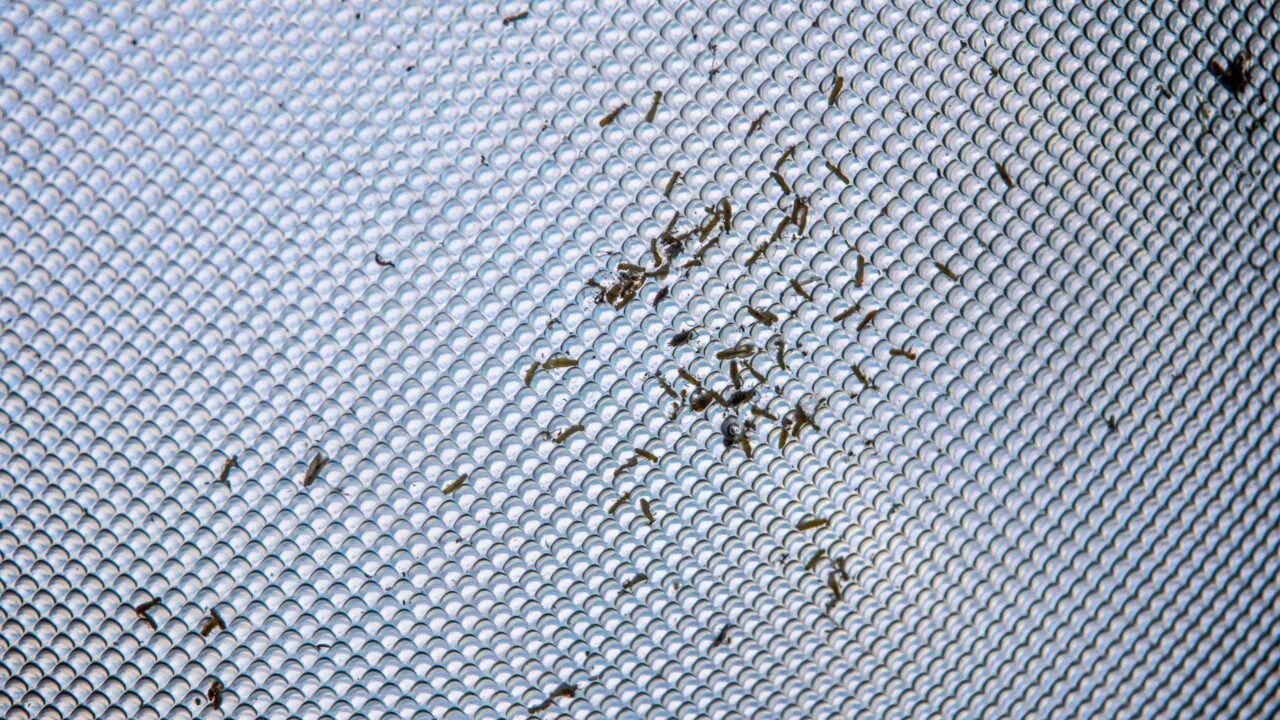 Western Australia Grapples with Unprecedented Mouse Infestation