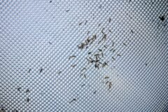 Western Australia Is Battling a Mouse Plague