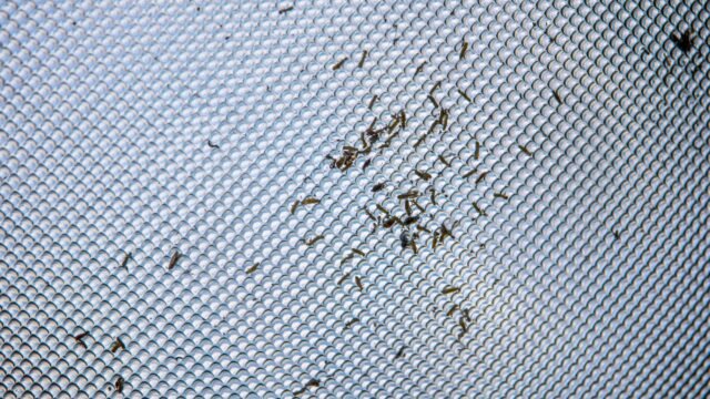 Western Australia Is Battling a Mouse Plague