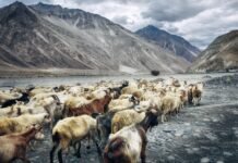 Ladakh Administration Fines Tourists for Illegal Off-Roading in Wildlife Sanctuaries 12 bikers, SUV driver fined for illegal off-roading in Ladakh sanctuary