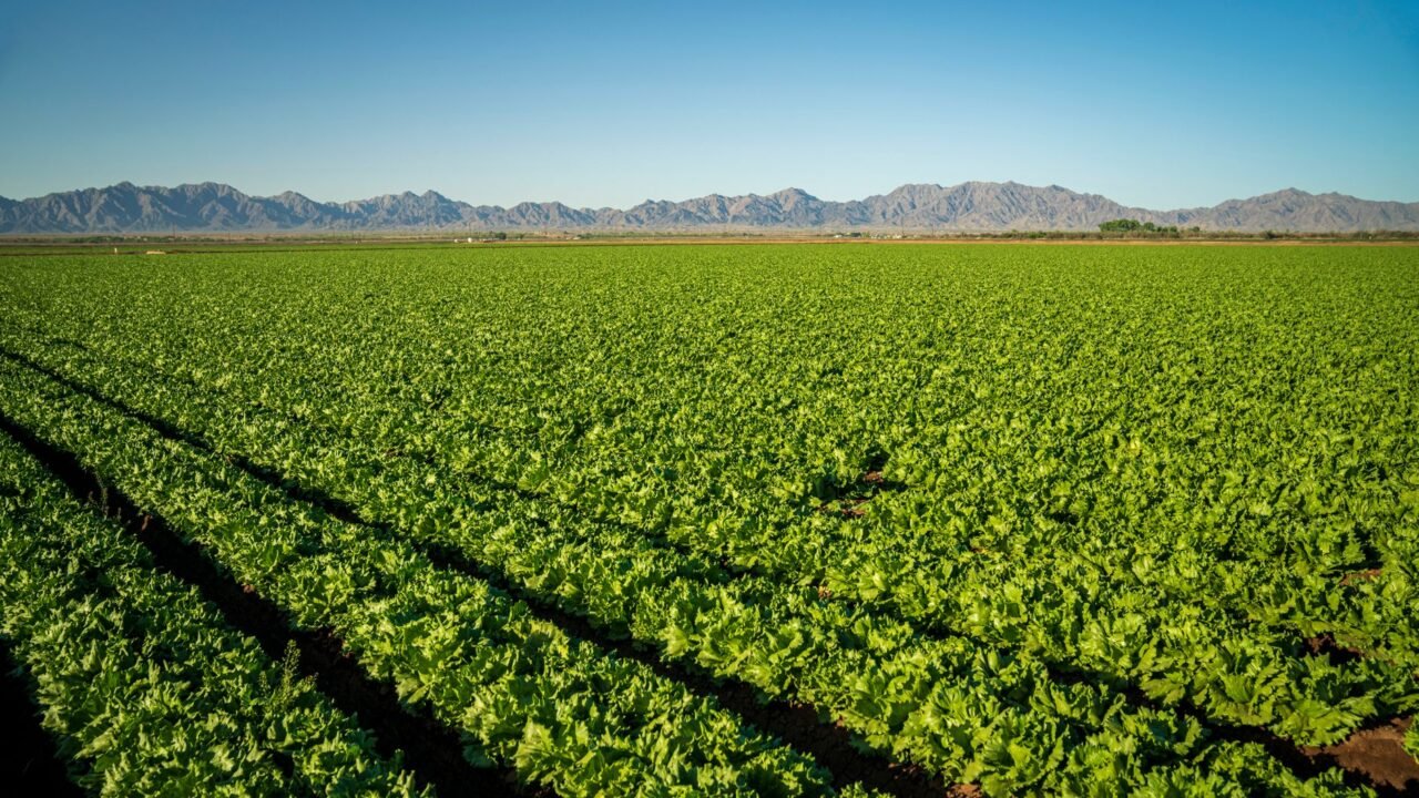 Mexican Lettuce Region Grapples with U.S. Cyclospora Outbreak Fallout