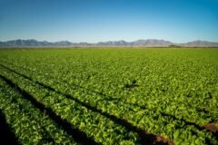 A Lettuce-Growing Region in Mexico Stomachs the Fallout From the Cyclospora Outbreak