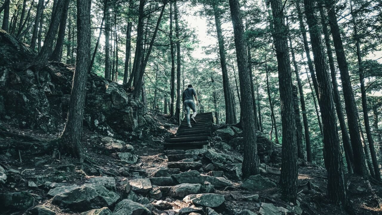 Quebec Town Grants Legal Rights to Trees, Pioneering Environmental Law