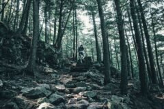 A Town in Quebec Is the First Governing Body to Adopt the Universal Declaration of the Rights of Trees