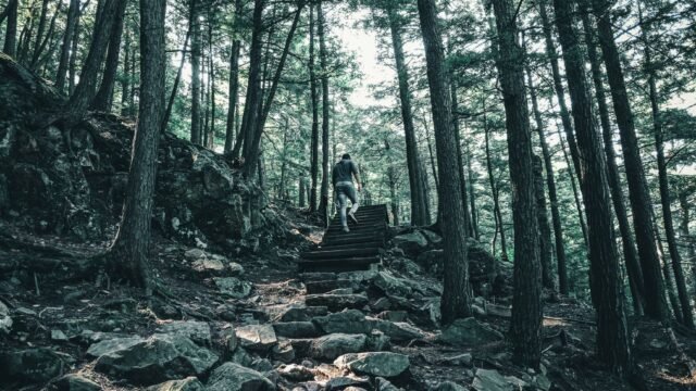 A Town in Quebec Is the First Governing Body to Adopt the Universal Declaration of the Rights of Trees