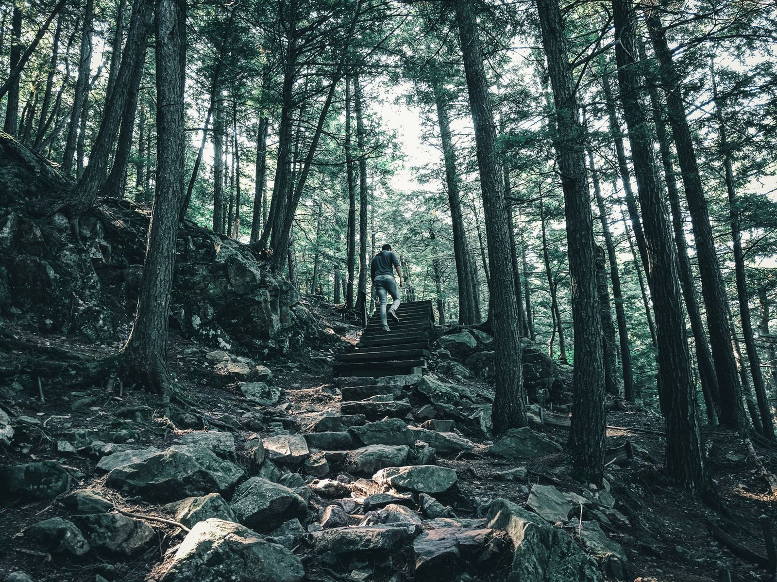 A Town in Quebec Is the First Governing Body to Adopt the Universal Declaration of the Rights of Trees A Town in Quebec Is the First Governing Body to Adopt the Universal Declaration of the Rights of Trees