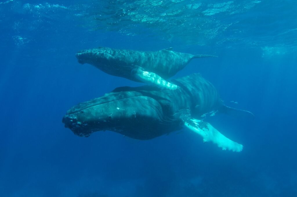 A Whale Gave Birth. A Drone Was There to Capture the Spectacle.