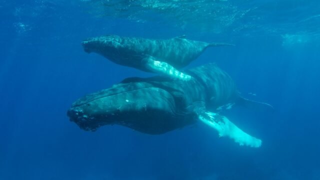 A Whale Gave Birth. A Drone Was There to Capture the Spectacle.